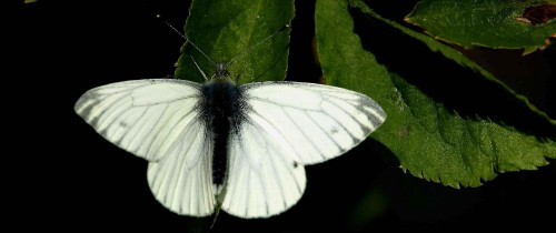 Image white butterfly on green leaf