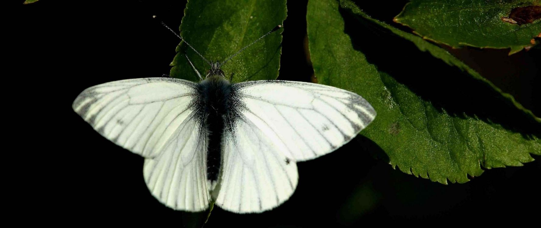 white butterfly on green leaf