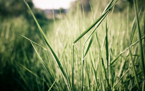 Image green wheat field during daytime