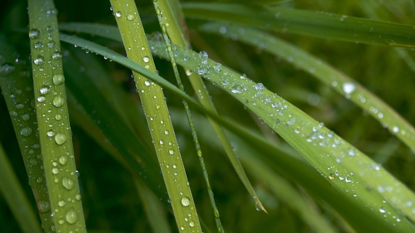 湿气, 放下, 陆地上的植物, 草, 草家庭 壁纸 3840x2160 允许