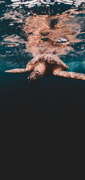 Olivgrüne Ridley-Meeresschildkröte, Kemps-Bastardschildkröte, Hawksbill Meeresschildkröte, Wasser, Meer. Wallpaper in 1421x3000 Resolution