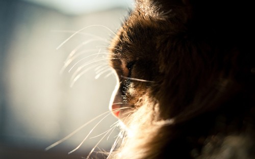 Image brown cat with silver eyes