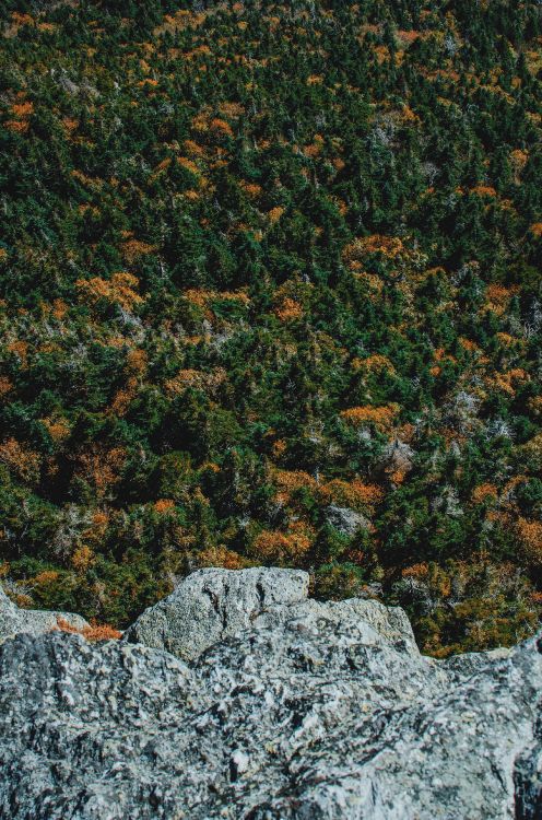 tree, forest, green, brown, plant