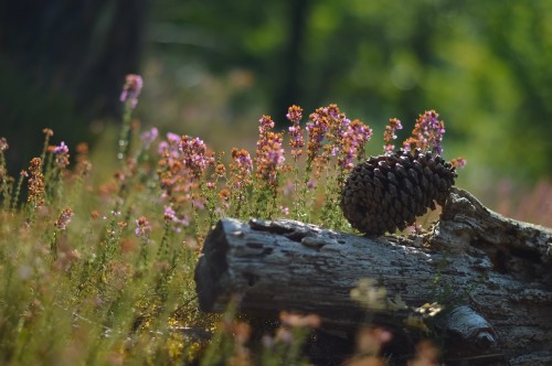 Image brown pine cones on brown log