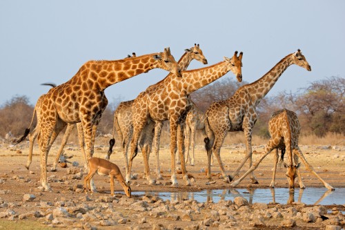 Image group of giraffe on brown sand during daytime