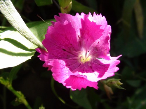 Image pink flower in macro shot