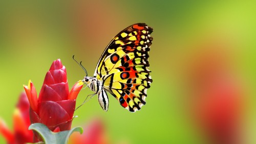 Image black and yellow butterfly perched on pink flower in close up photography during daytime