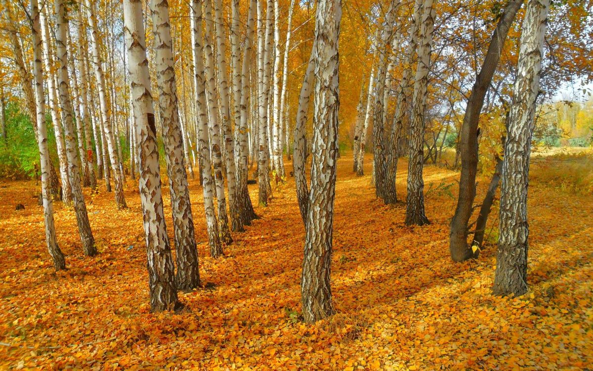 brown trees on brown dried leaves during daytime