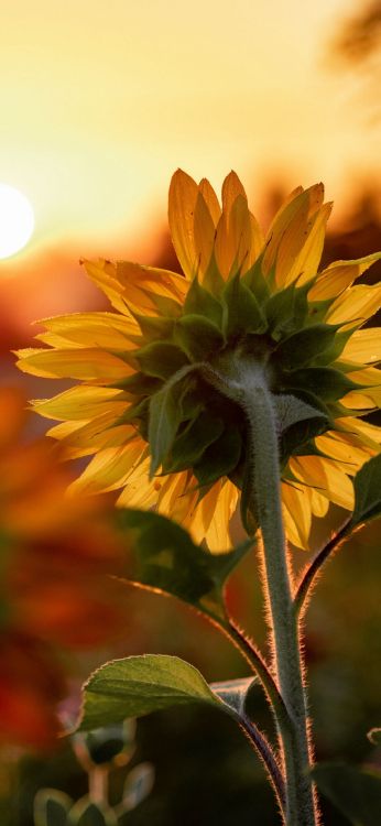 Guten Morgen Nachrichten Für Freunde, Morgen, Blütenblatt, Blatt, Sonnenlicht. Wallpaper in 1080x2340 Resolution