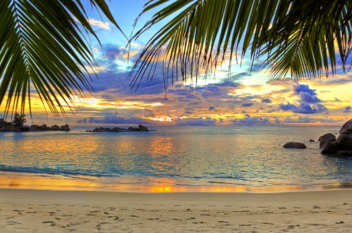 Image silhouette of palm tree near sea during sunset