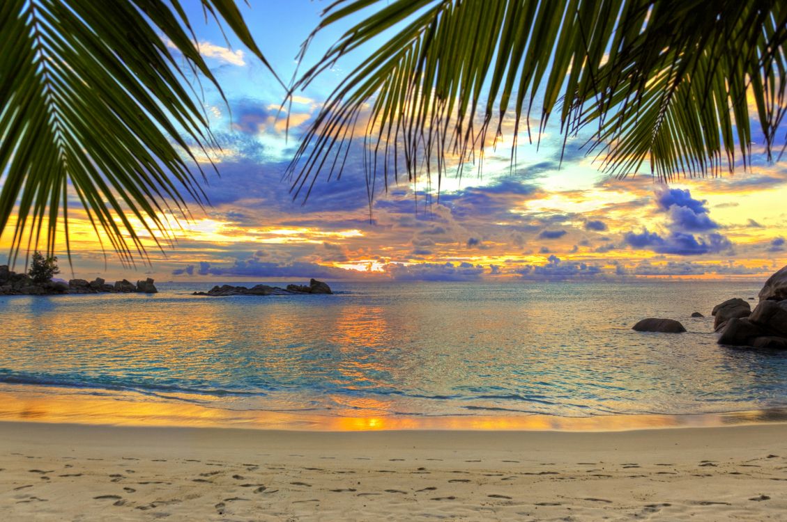 silhouette of palm tree near sea during sunset