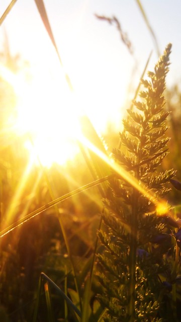 Image green wheat field during sunset
