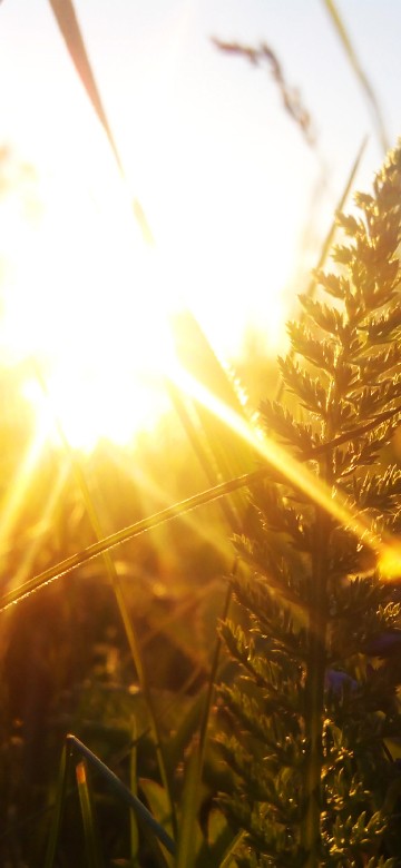 Image green wheat field during sunset