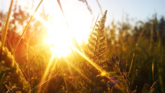 Image green wheat field during sunset