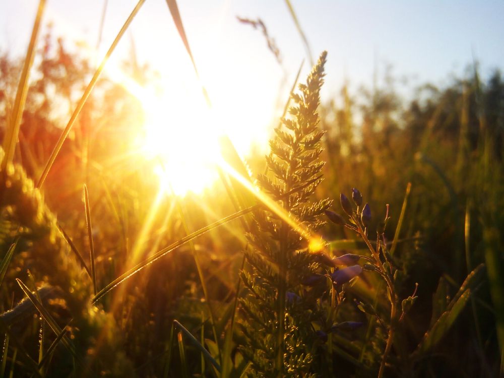 green wheat field during sunset