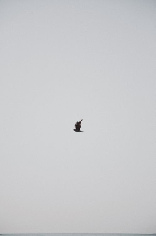 Oiseau Noir Volant Sous le Ciel Bleu Pendant la Journée. Wallpaper in 2515x3785 Resolution