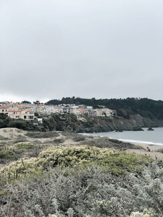 海岸, 植物群, 生物学, 科学, 植被 壁纸 3024x4032 允许