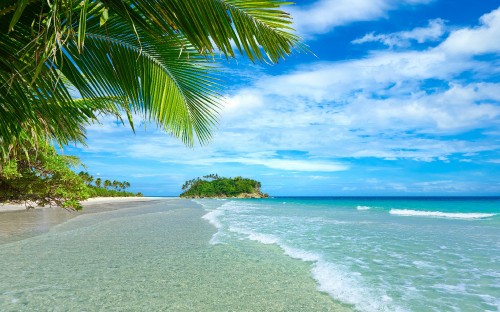 Image green palm tree on white sand beach during daytime