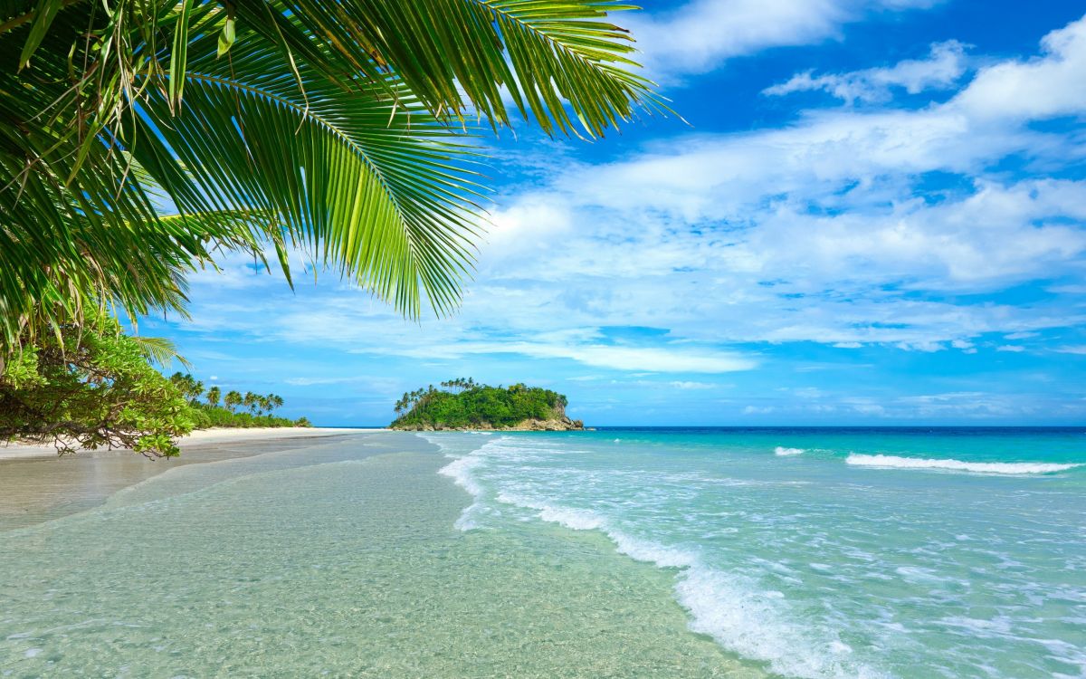 green palm tree on white sand beach during daytime