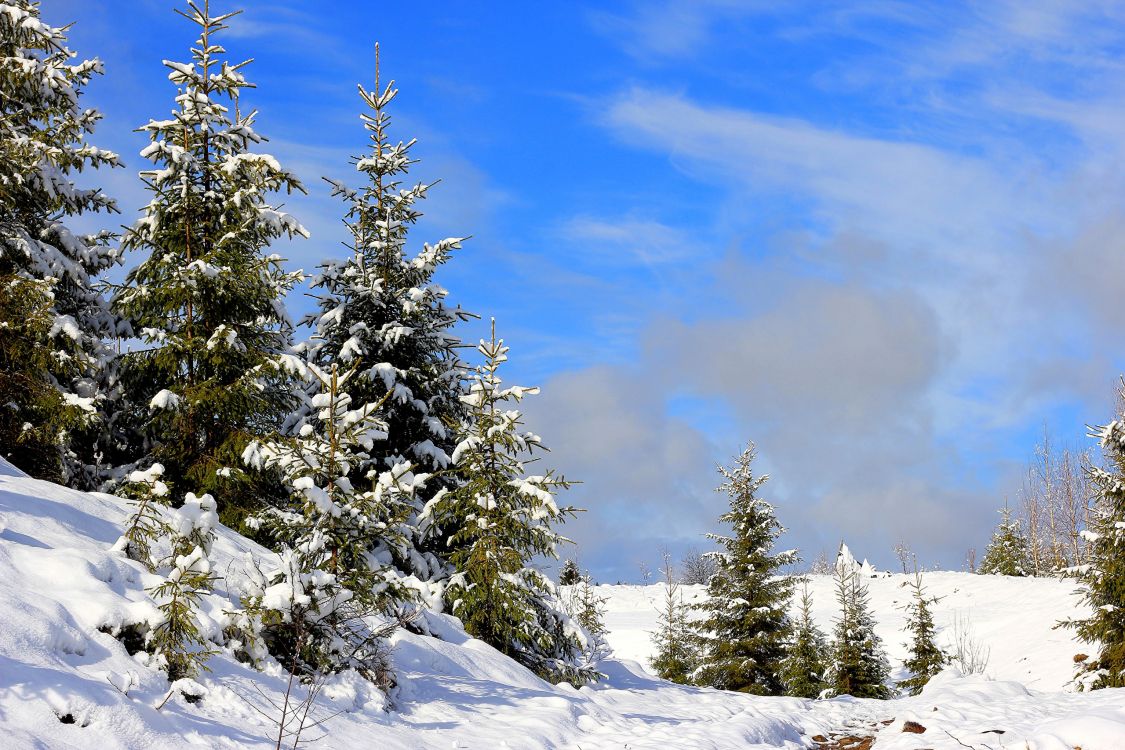 green pine tree covered with snow during daytime