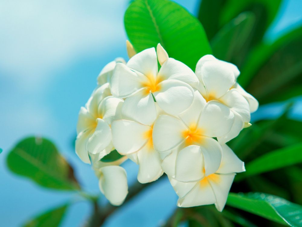 white and yellow flower in macro lens