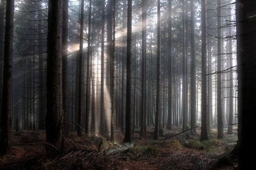 Image brown trees on forest during daytime