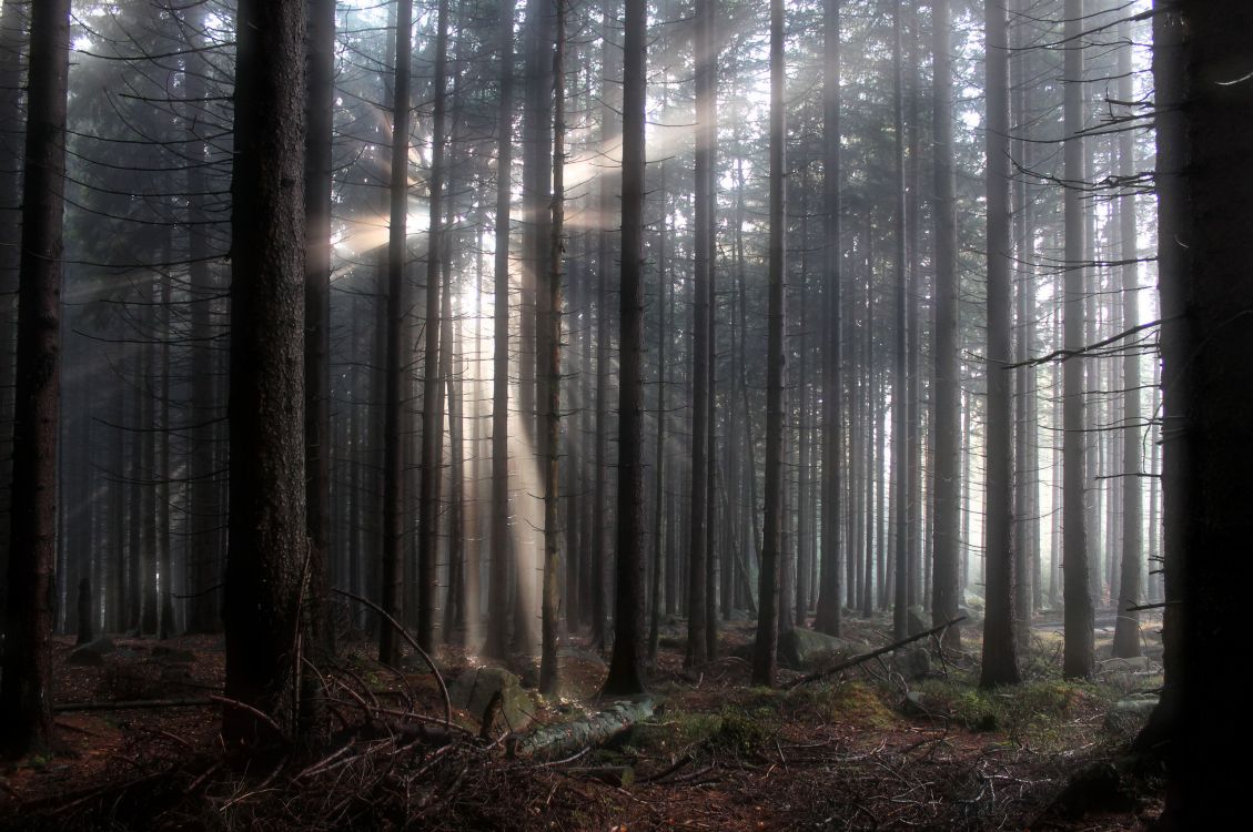 brown trees on forest during daytime