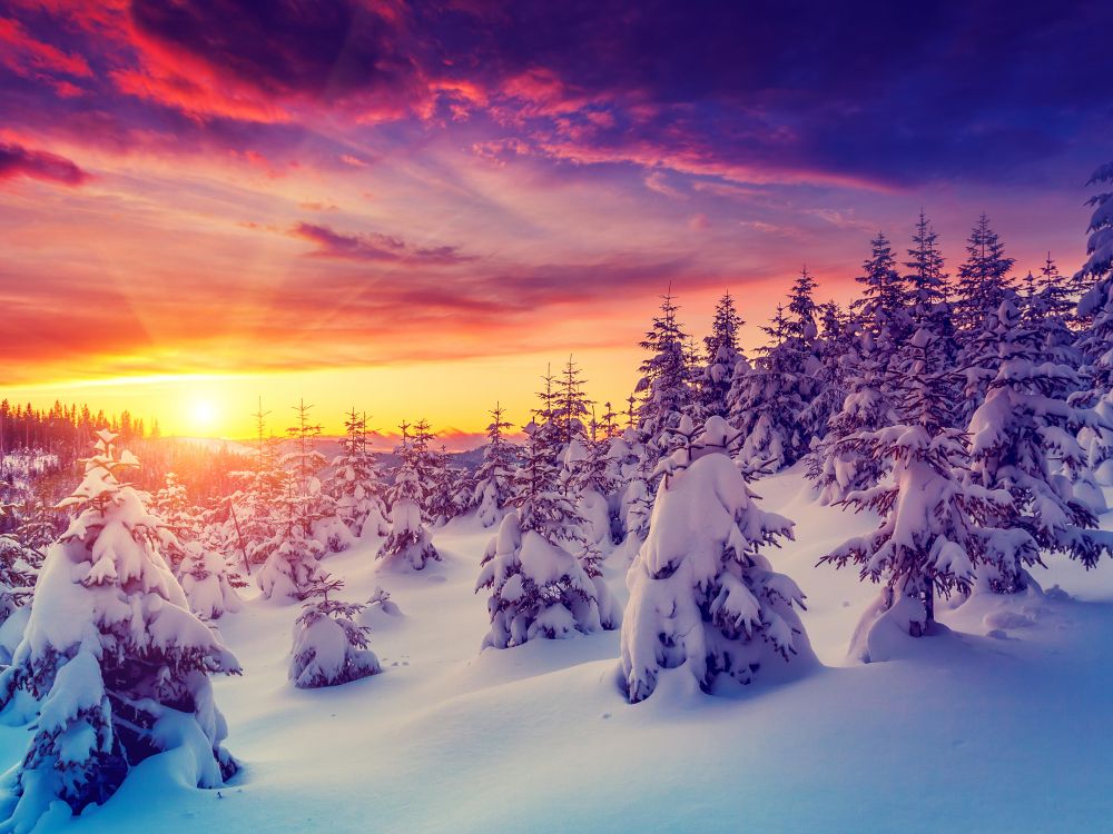 Schneebedeckte Bäume Bei Sonnenuntergang. Wallpaper in 7360x5520 Resolution