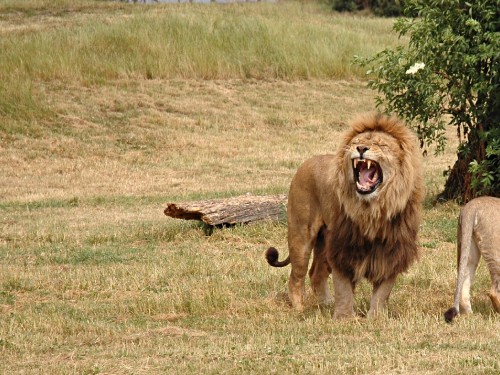 Image lion on brown grass field during daytime