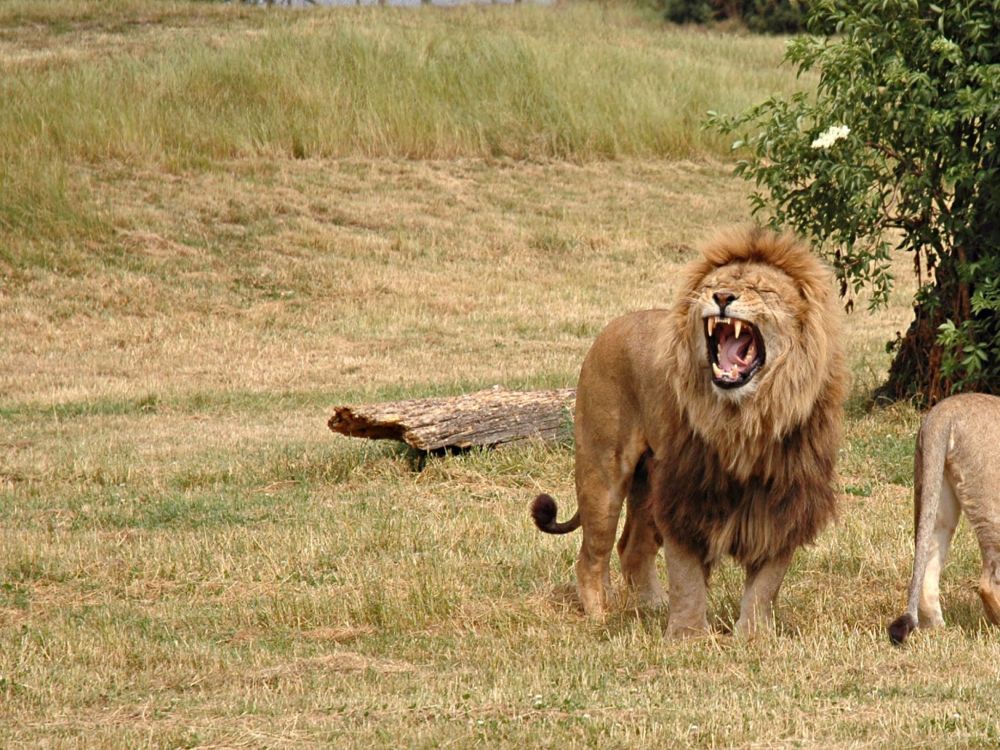 lion on brown grass field during daytime