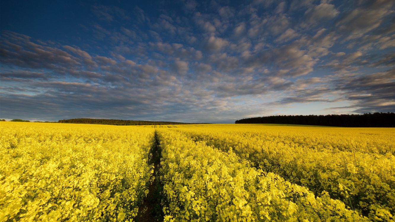 Canola, Videoclip, Entorno Natural, Amarillo, Agricultura. Wallpaper in 3840x2160 Resolution