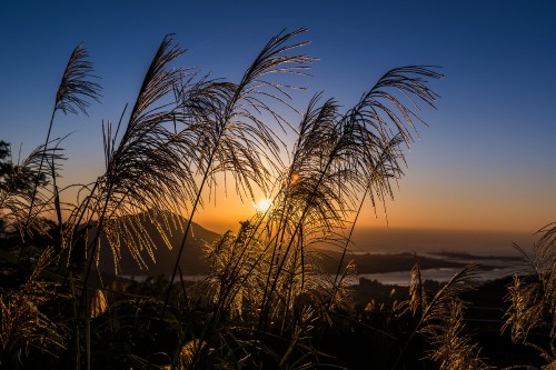 Image atmosphere, plant, cloud, afterglow, natural landscape