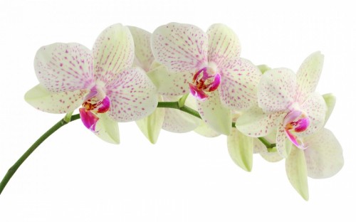 Image purple and white moth orchids in bloom