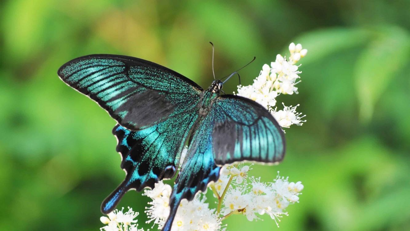 black and blue butterfly perched on white flower in close up photography during daytime