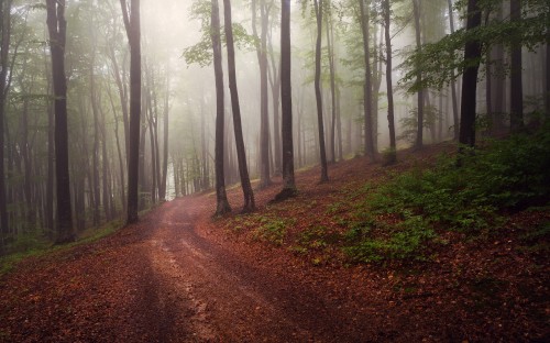 Image brown dirt road between trees