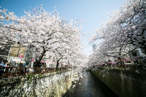 Image white cherry blossom trees near river