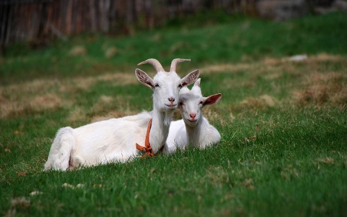 Image white goat on green grass field during daytime