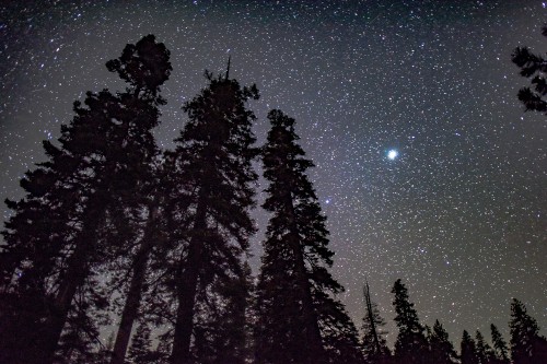 Image pine tree silhouette night sky, tree, silhouette, pine, atmosphere