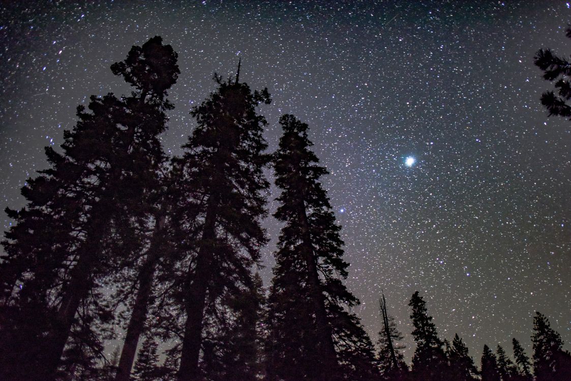 pine tree silhouette night sky, tree, silhouette, pine, atmosphere