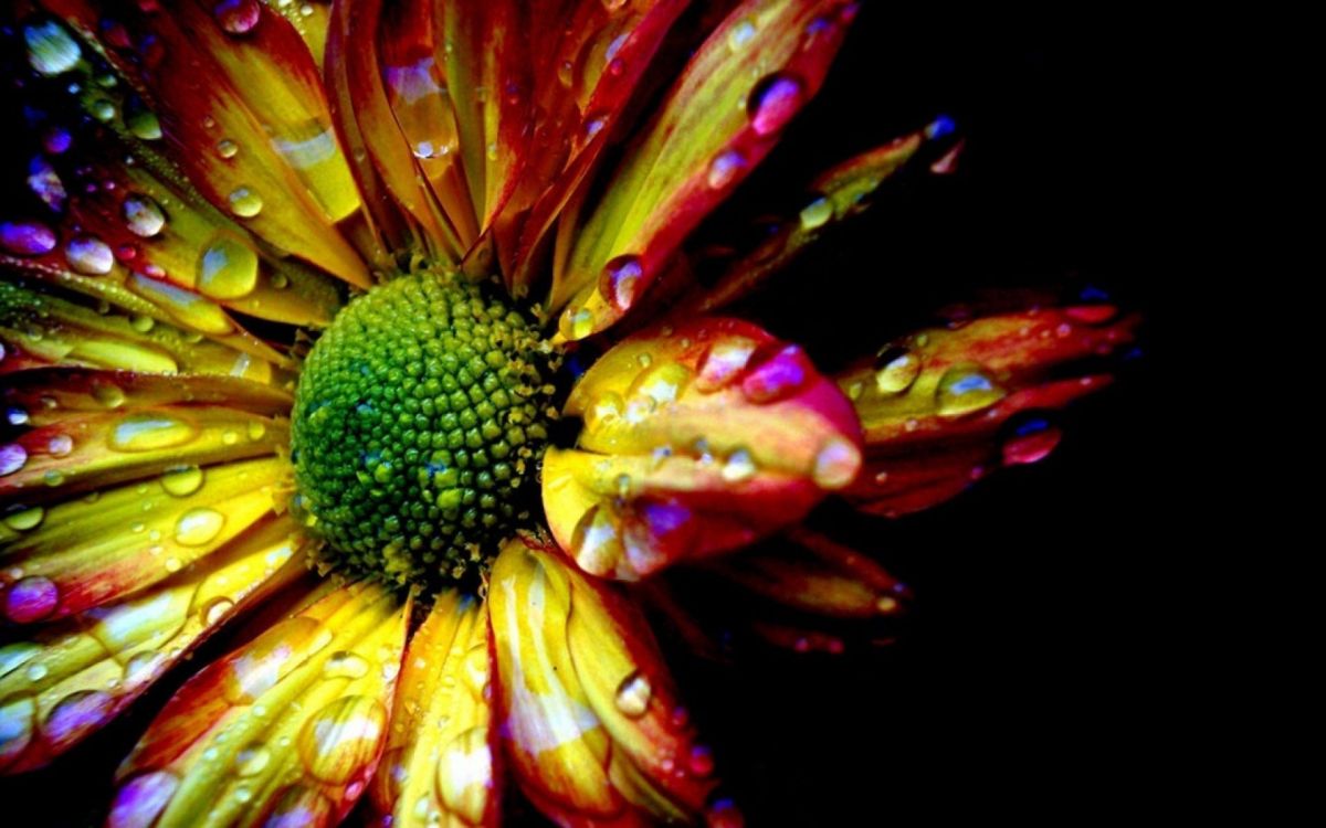 red and yellow flower in macro photography