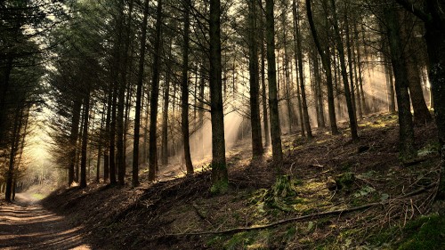 Image brown trees on forest during daytime