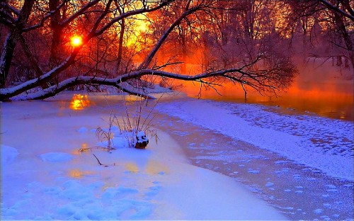 Image brown leafless tree on snow covered ground during sunset