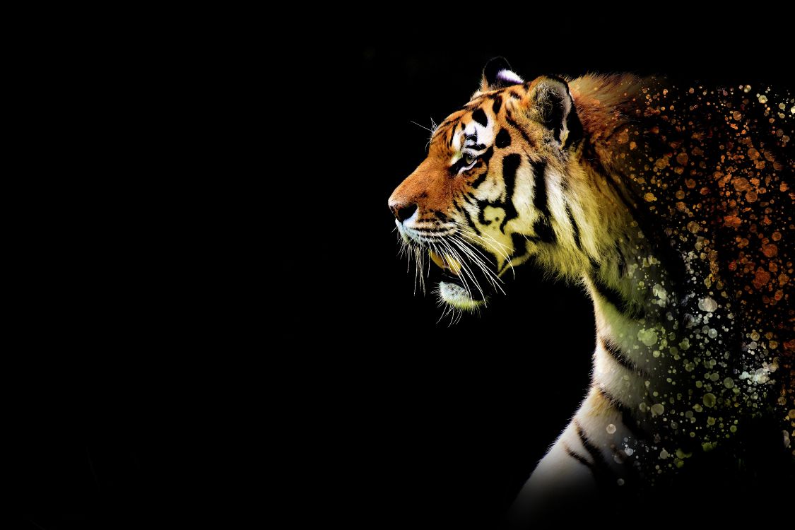 Tiger Aesthetic Black Wallpapers  Tiger Wallpaper for Phone HD
