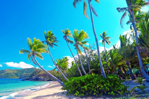 Image green palm trees near body of water during daytime