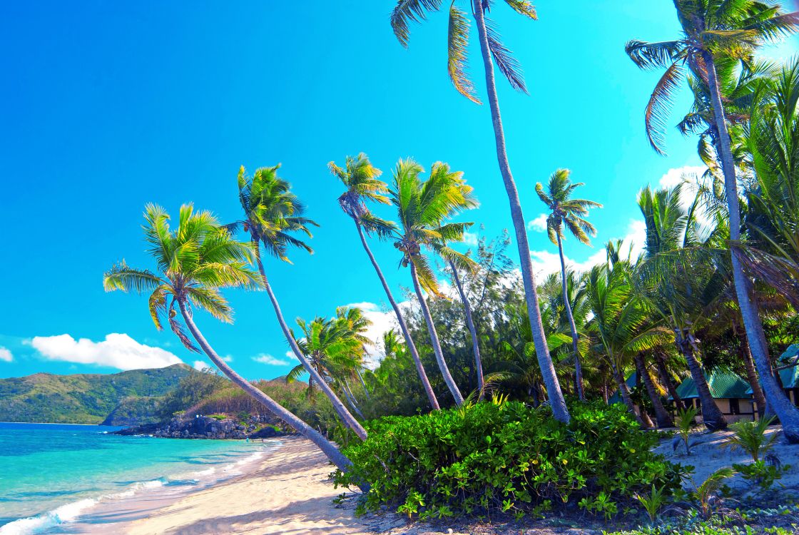 green palm trees near body of water during daytime