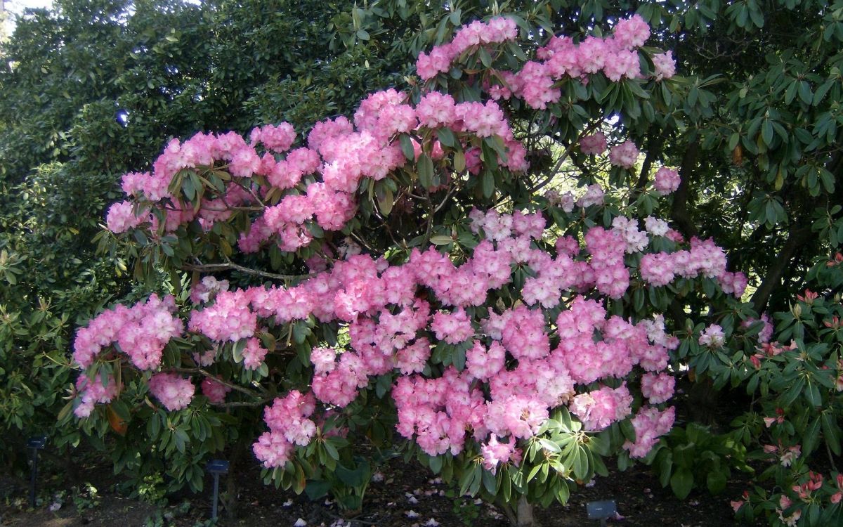 Fleurs Roses Avec Des Feuilles Vertes. Wallpaper in 1920x1200 Resolution