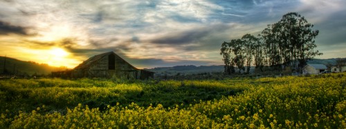 Image yellow flower field near brown wooden house under cloudy sky during daytime