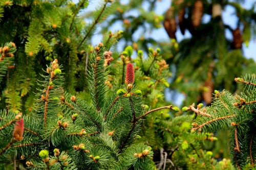 Image green and brown plant during daytime