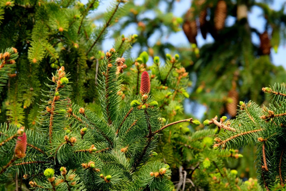 green and brown plant during daytime