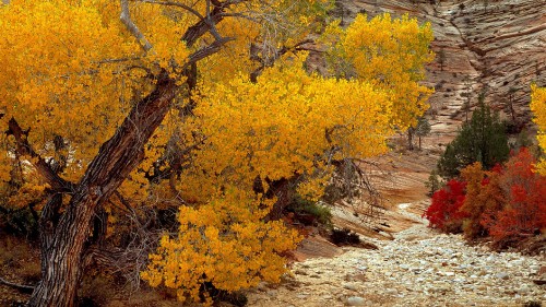 Image yellow and brown trees during daytime